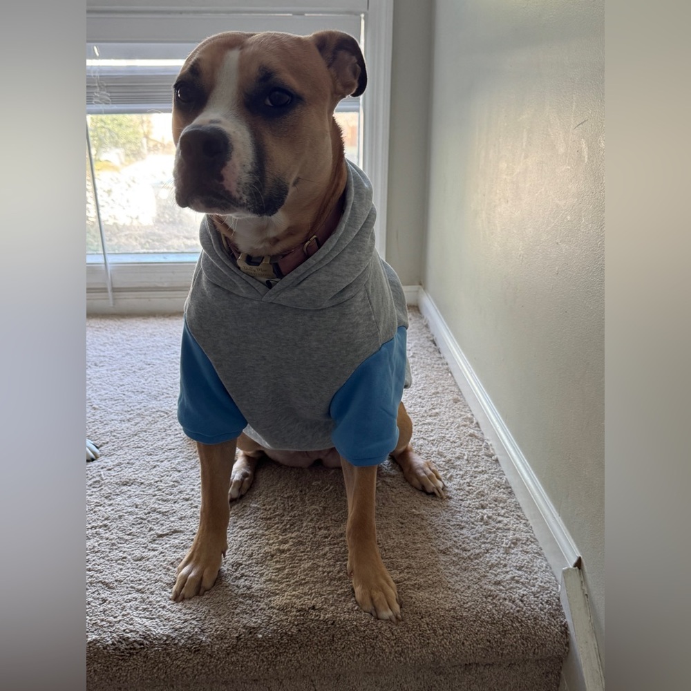 Gray and Blue Dog Hoodie